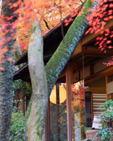 �뉀���C���[�W�ʐ^